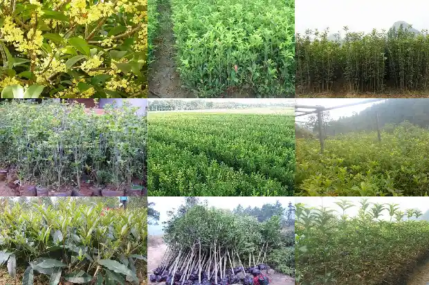 桂花要种植几年才开花1682904557599