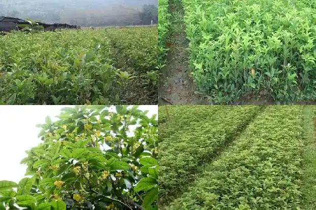 桂花小苗几年开花一次啊1682904567583