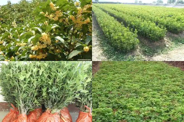 桂花小苗几年开花一次啊1682904567630