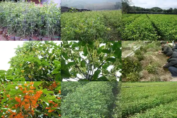 桂花苗种几年能开花啊1682904579712