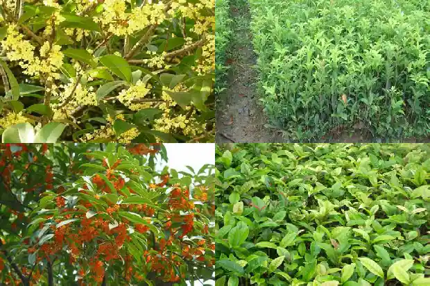 桂花苗种几年能开花啊1682904579759