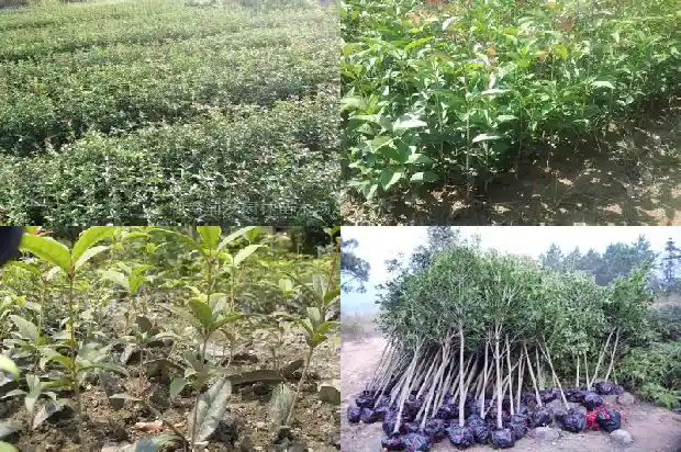 桂花苗种几年能开花啊1682904579807