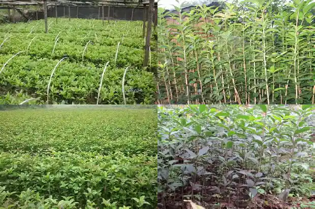 桂花苗种几年能开花啊1682904579855
