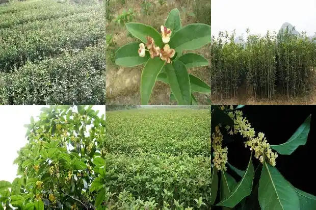 桂花苗怎样移栽1682904588086