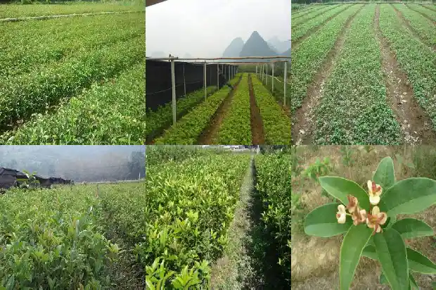 桂花苗种植技巧资料1682904625899