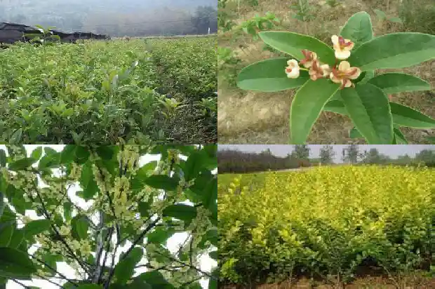 桂花茶作用与功效与禁忌1689381277093