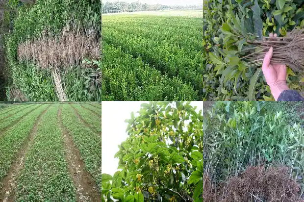 桂花苗种植教程1682904637831