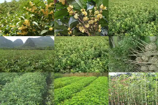 桂花苗种植教程1682904637927