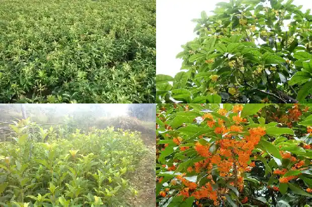 桂花苗种植教程1682904637975
