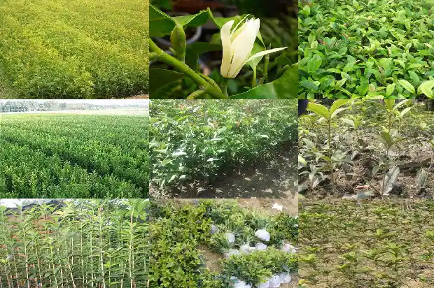 四季桂花小苗在几年能成盆景树桩1682904645514