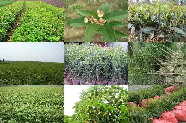 四季桂花小苗在几年能成盆景树桩1682904645562