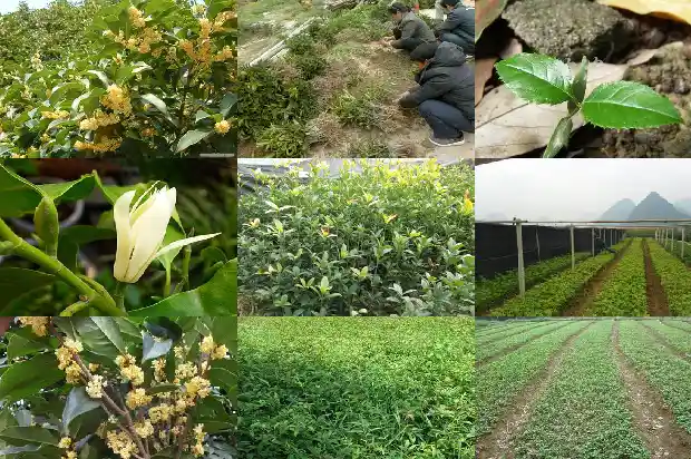 桂花苗盆栽用肥1682904657281