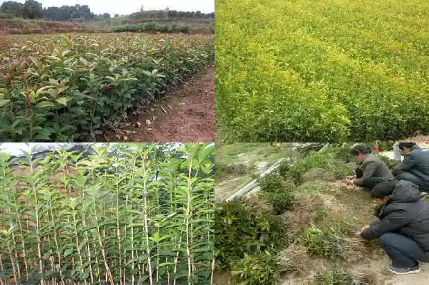 桂花苗盆栽用肥1682904657377