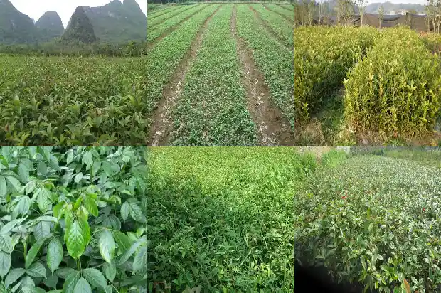 桂花苗盆栽用肥1682904657425