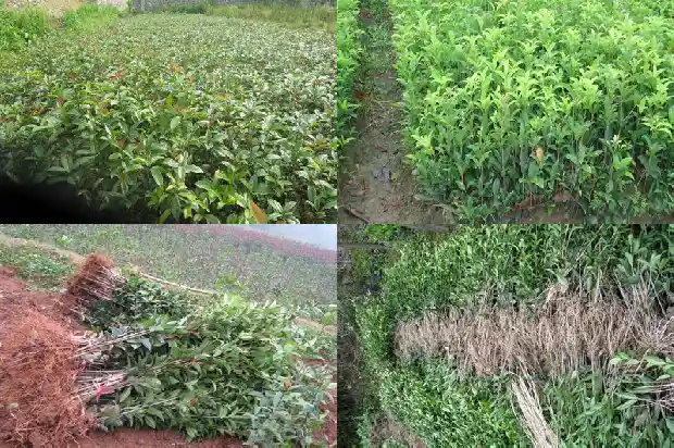 桂花6年苗多大可以移栽1682904669382