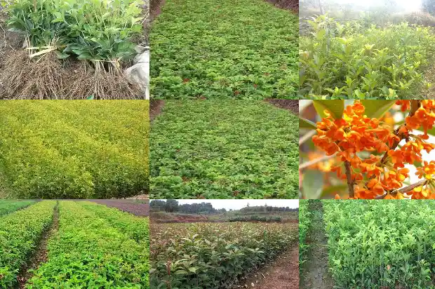 桂花种子播种几年开花1682904679199