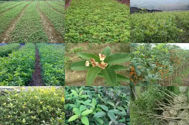 桂花种子播种几年开花1682904679247