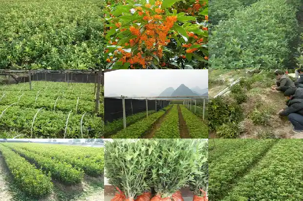 桂花树苗一般几年开花结果1682904691368