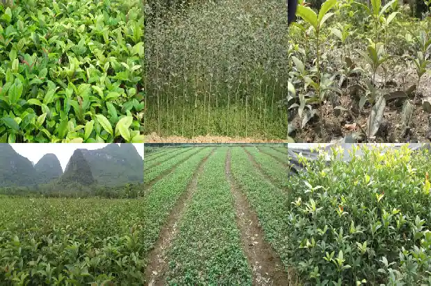桂花树苗一般几年开花结果1682904691416