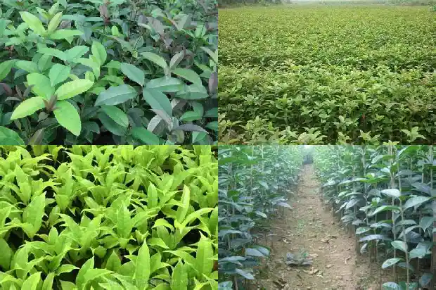 桂花树苗一般几年开花结果1682904691464