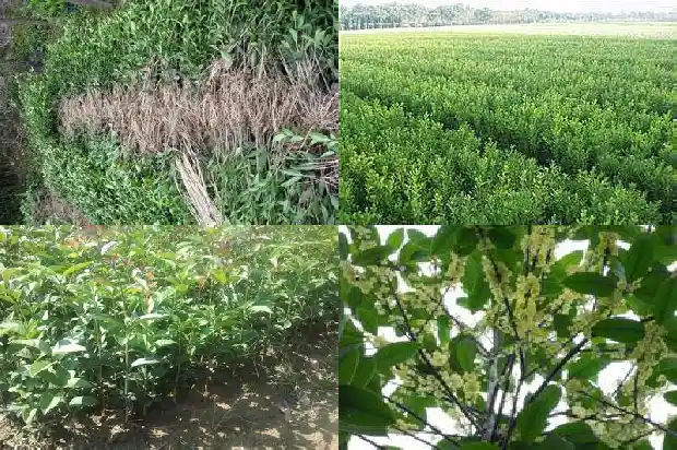 桂花树树冠直径多少1690072723830