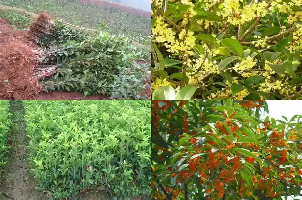 桂花树占地面积多少亩合理1690245214237