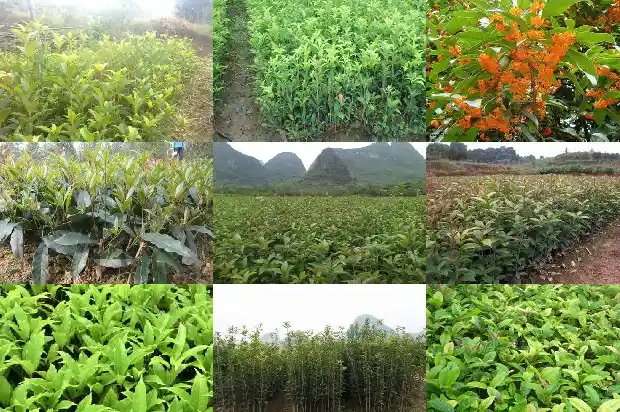 喝桂花茶的功效与禁忌1689381294523