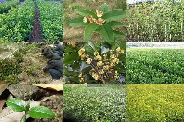 桂花几月份扦插成活率高1682904713575