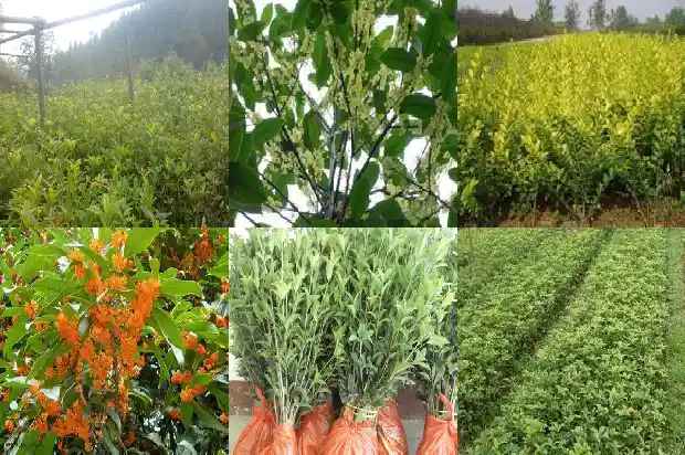 桂花苗几年才能开花呢1682904723610