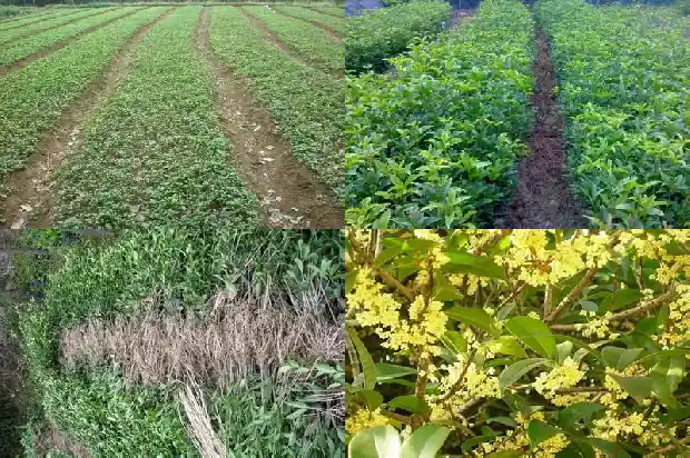 桂花实生苗几年开花结果1682904731163