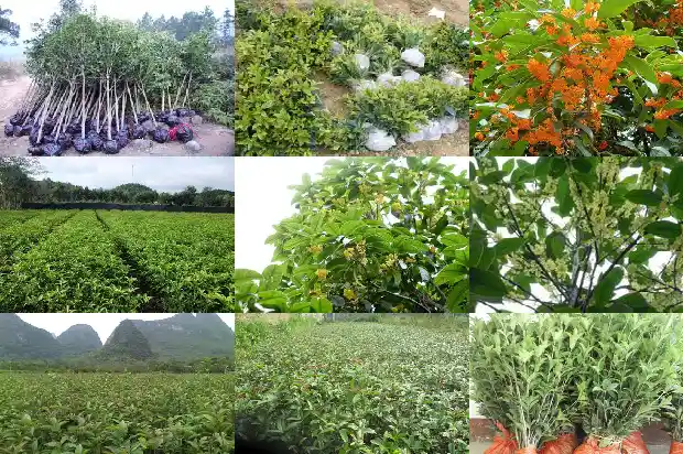 桂花实生苗几年开花结果1682904731211