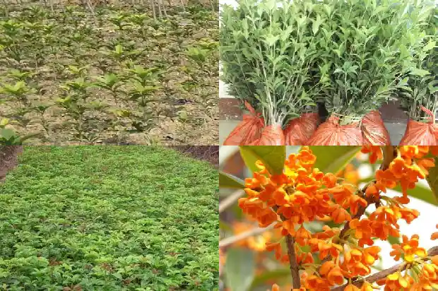 桂花苗要几年开花呢1682904738932