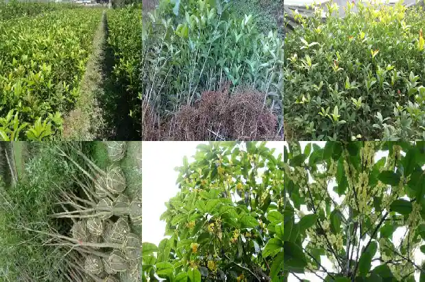 实生苗桂花几年能开花结果1682904747064