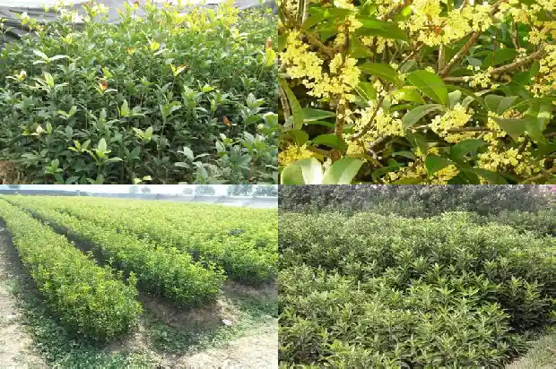 实生苗桂花几年能开花结果1682904747111