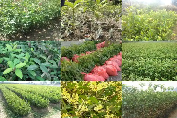 桂花树苗几年可以开花啊1682904757094