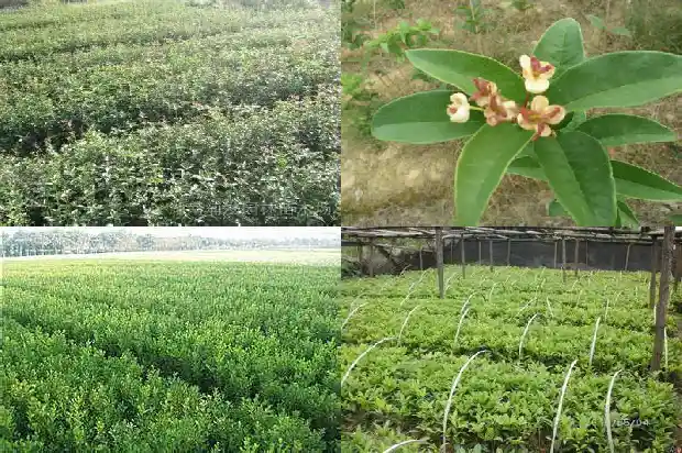 移栽桂花几年开花啊1682904769535