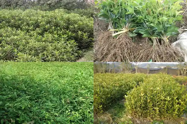 移栽桂花几年开花啊1682904769583