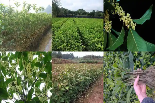 移栽桂花几年开花啊1682904769630