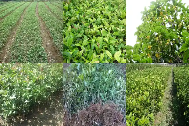 移栽桂花几年开花啊1682904769678