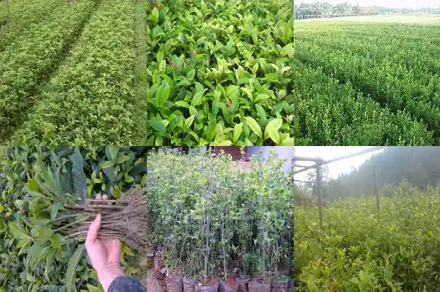 柳叶桂花树1682904777426