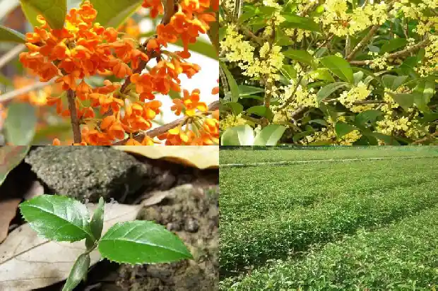 桂花树苗批发价多少钱一颗1689986184188