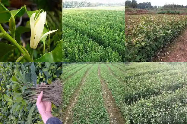 桂花树苗种植季节1682904789578