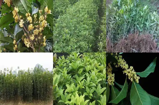 桂花树苗种植季节1682904789673