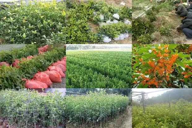 桂花种植前景1682986124690