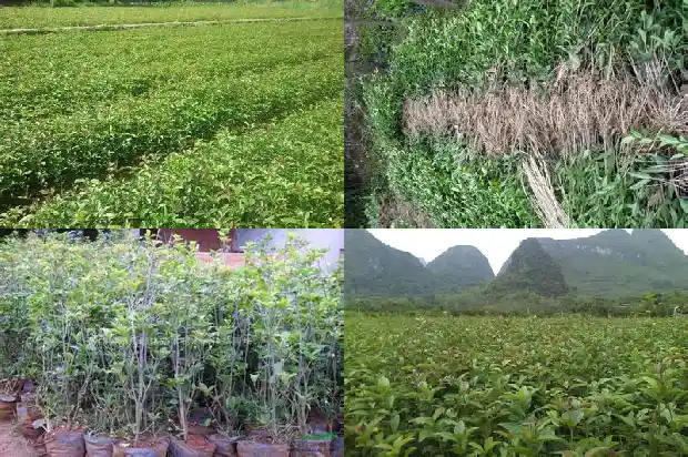 桂花开两次花寓意什么1688861848728