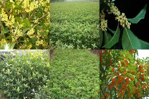 桂花树苗的价钱是多少一棵1689985125889