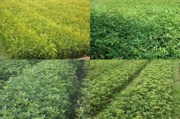 盆栽桂花能长多高1682986401639