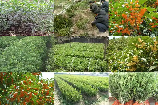 五彩桂花树北能种1682986480500