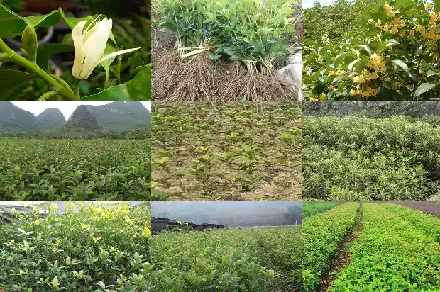 金桂花种植1682986567227