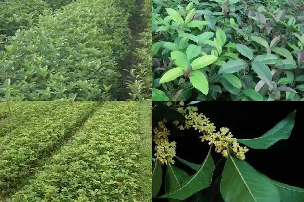 金桂花种植1682986567275